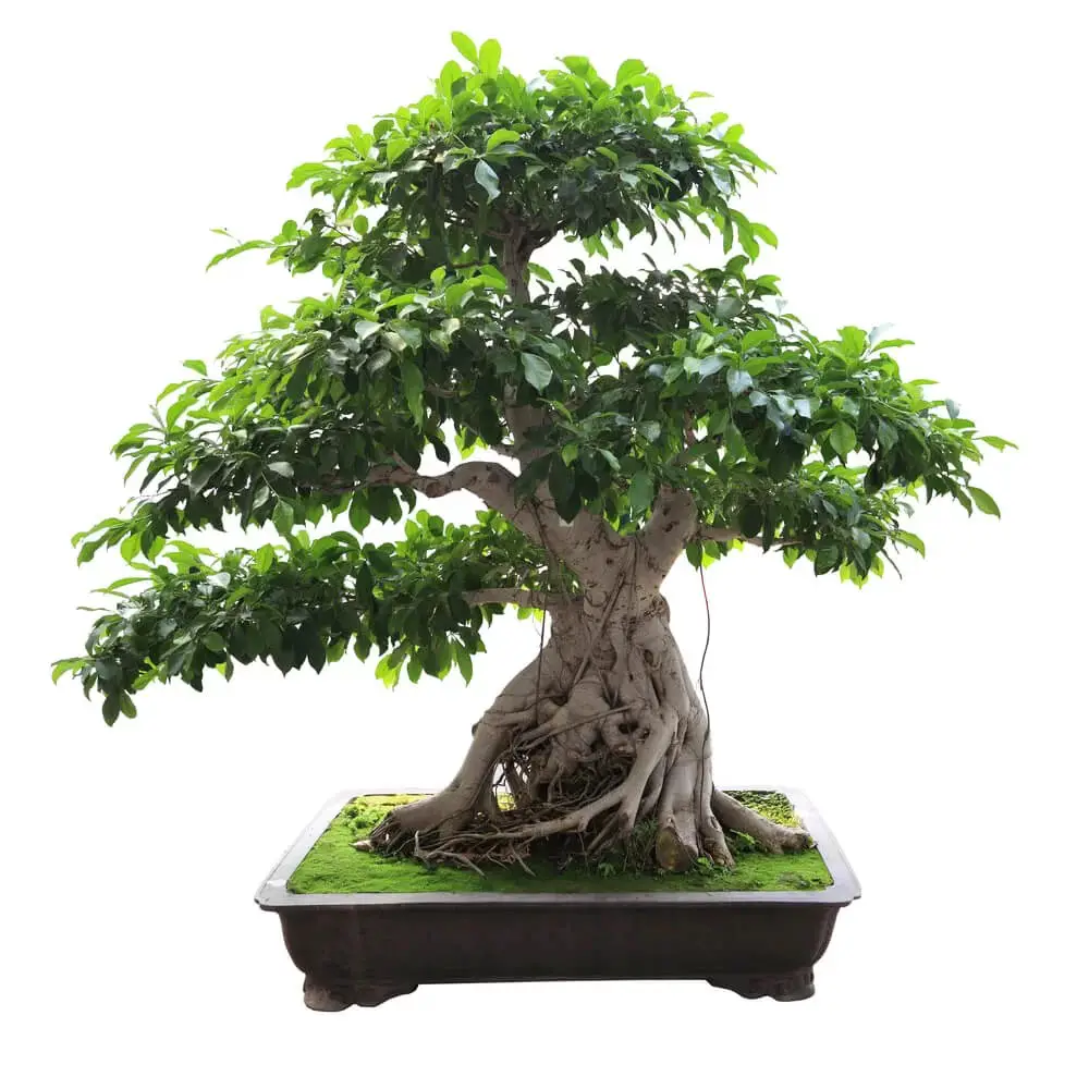 Banyan Bonsai (Ficus benghalensis)