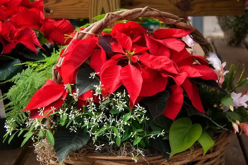 Poinsettia (Euphorbia pulcherrima)