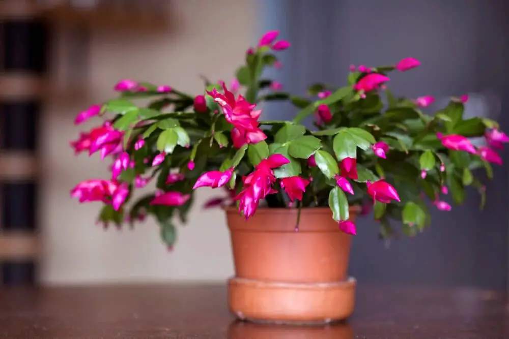 Christmas Cactus (Schlumbergera bridgesii)