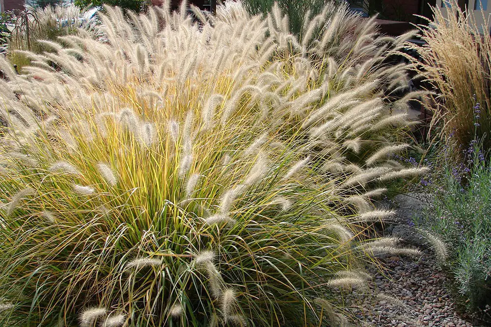 Fountain Grass (Pennisetum alopecuroides ‘Hameln’)