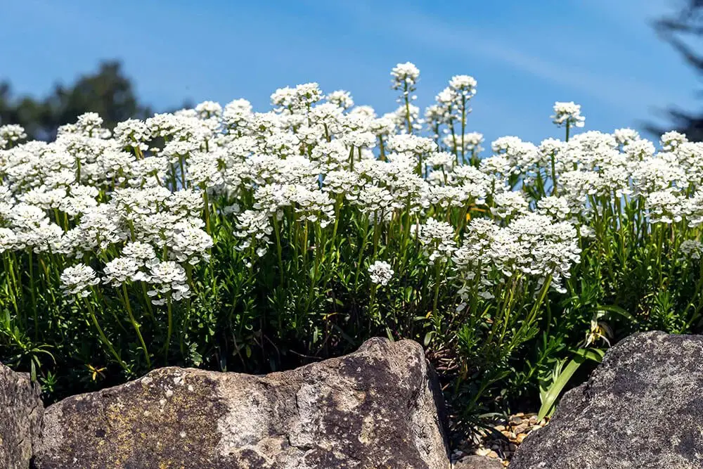 Candytuft (Iberis sempervirens)