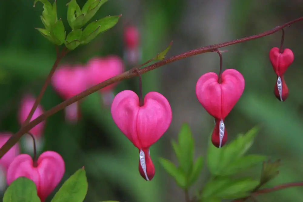 Bleeding Heart (Lamprocapnos spectabilis)