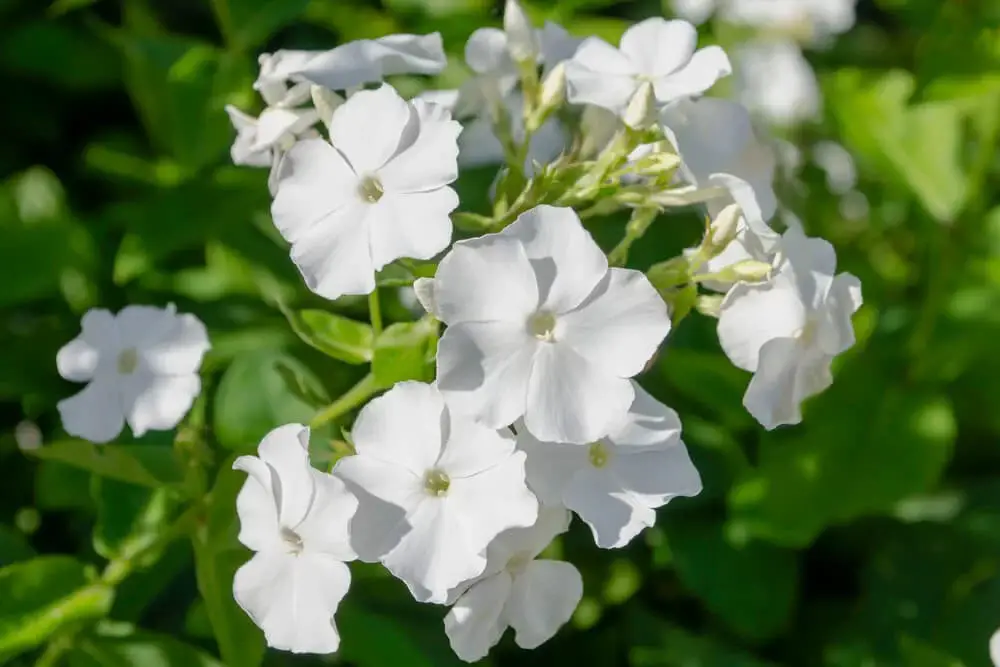 Upright Phlox (Phlox stolonifera)