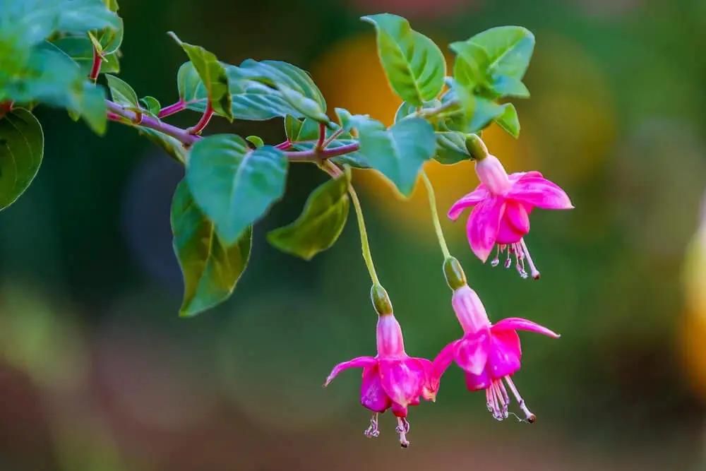 Fuchsia (Fuchsia)