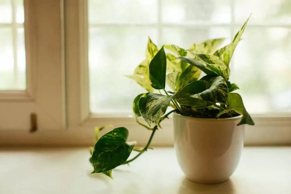 Devil’s Ivy (Epipremmum aureum)