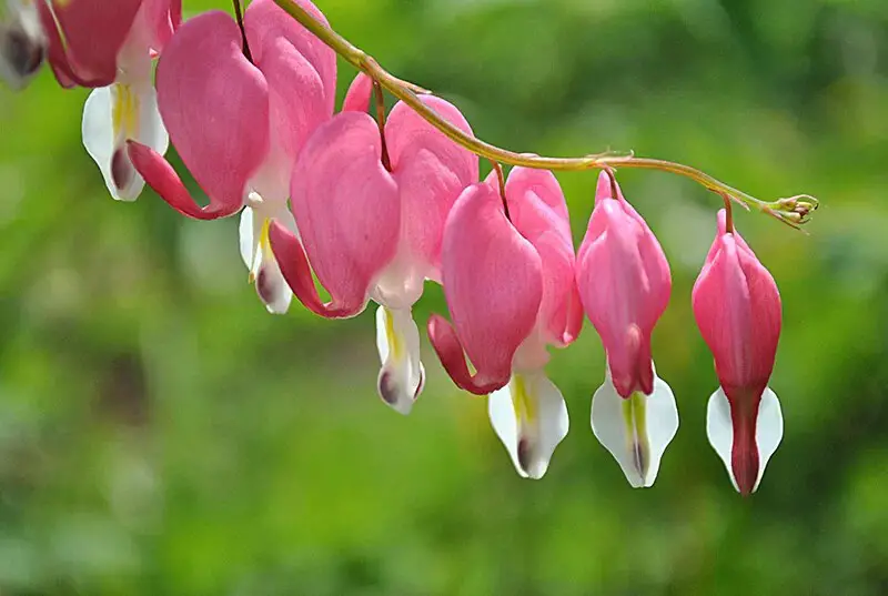 Bleeding Heart (Lamprocapnos Spectabilis ‘Hordival’ Valentine)