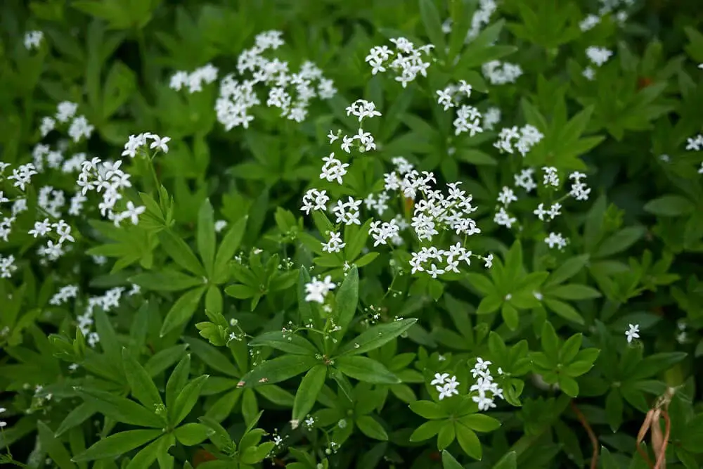 Sweet Woodruff (Galium odoratum)