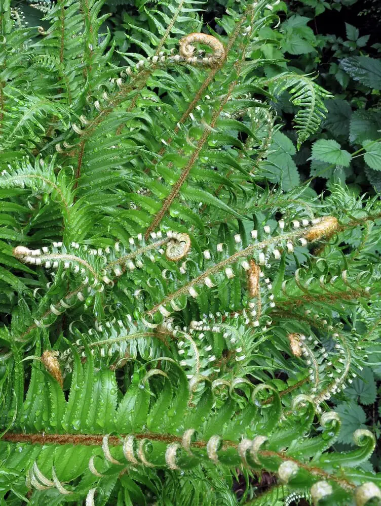 Sword Fern (Polystichum munitum)