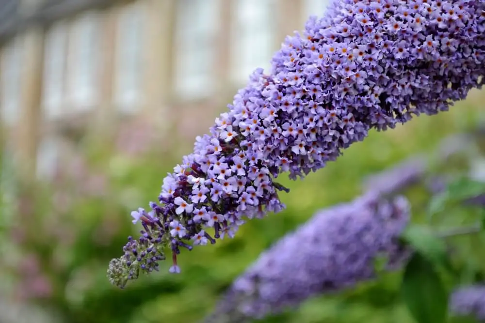 Butterfly Bush (Buddleja davidii)