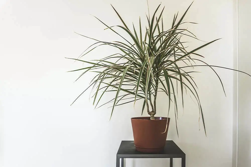 Madagasgar Dragon Tree (Dracaena marginata)