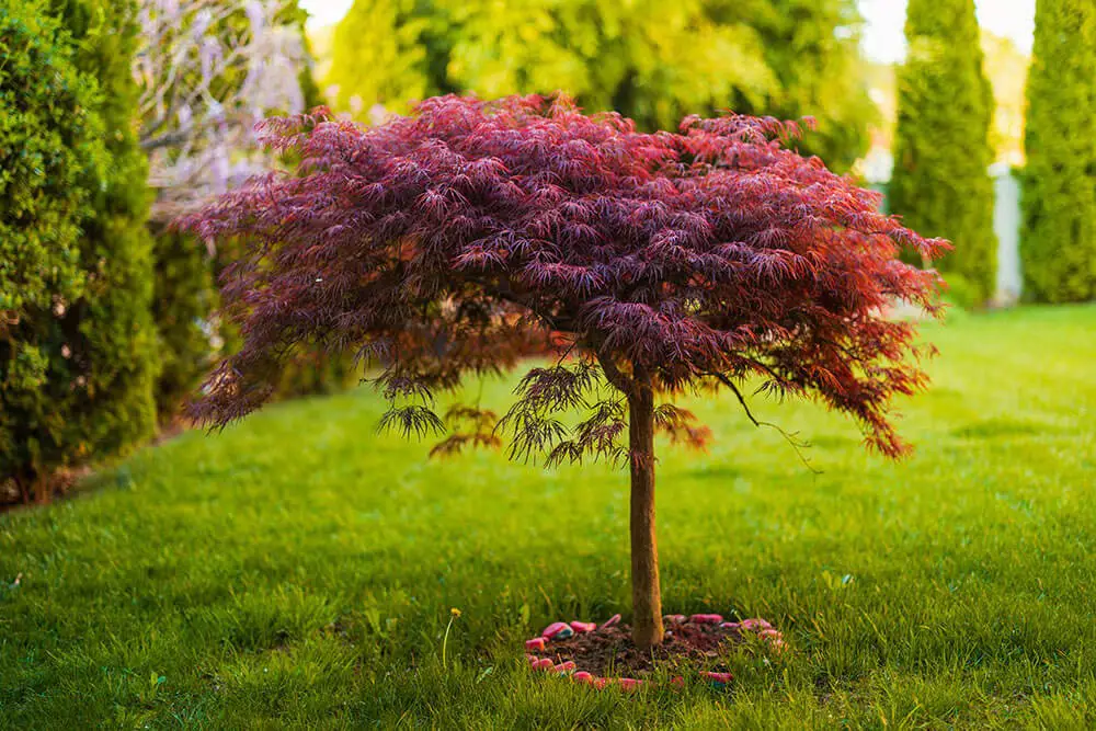 Japanese Maple (Acer Palmatum)