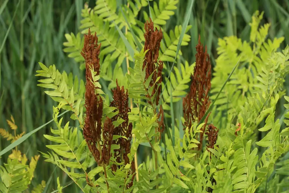 Royal Fern (Osmunda regalis)