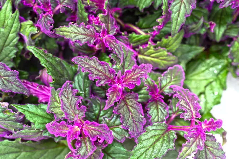 Purple Velvet Plant (Gynura aurantiaca)