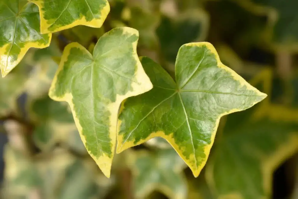 Gold Child Variegated Ivy (Hedera helix’ Gold Child’)