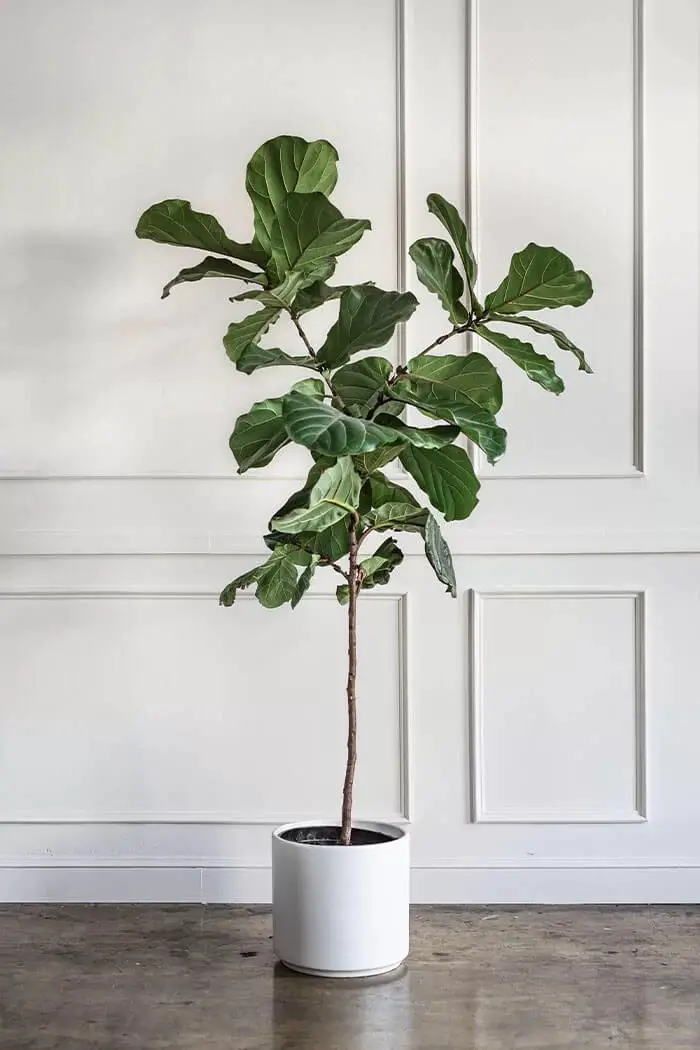 Fiddle Leaf Fig (Ficus lyrata)