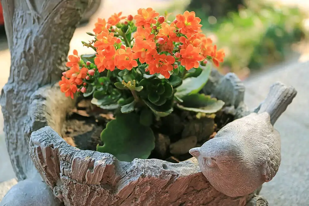 Flaming Katy (Kalanchoe blossfeldiana)