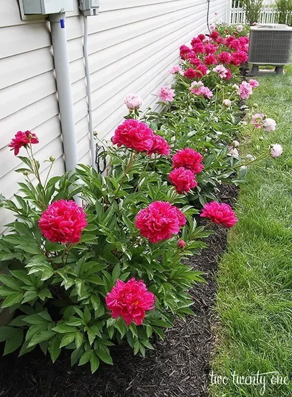 Easy DIY Peony Flower Bed