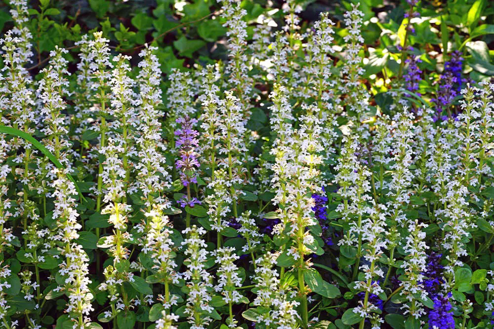 White Ajuga (Ajuga reptans ‘Alba’)