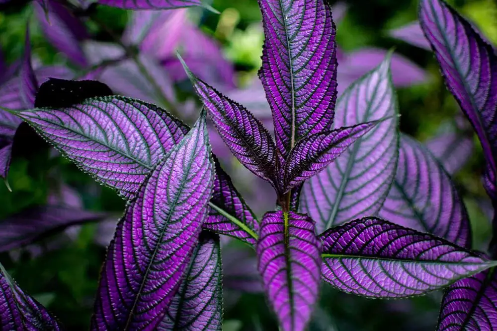 Persian Shield Plant (Strobilanthes dyerianus)