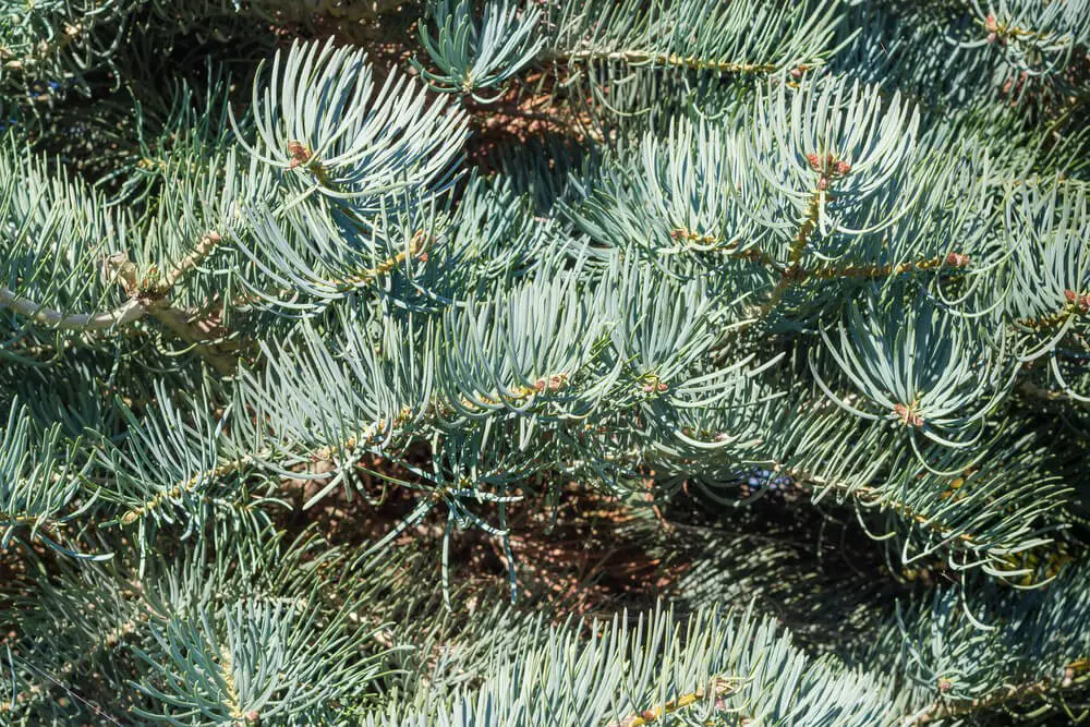 White Fir (Abies concolor)