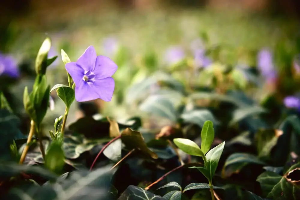 Myrtle (Vinca minor)