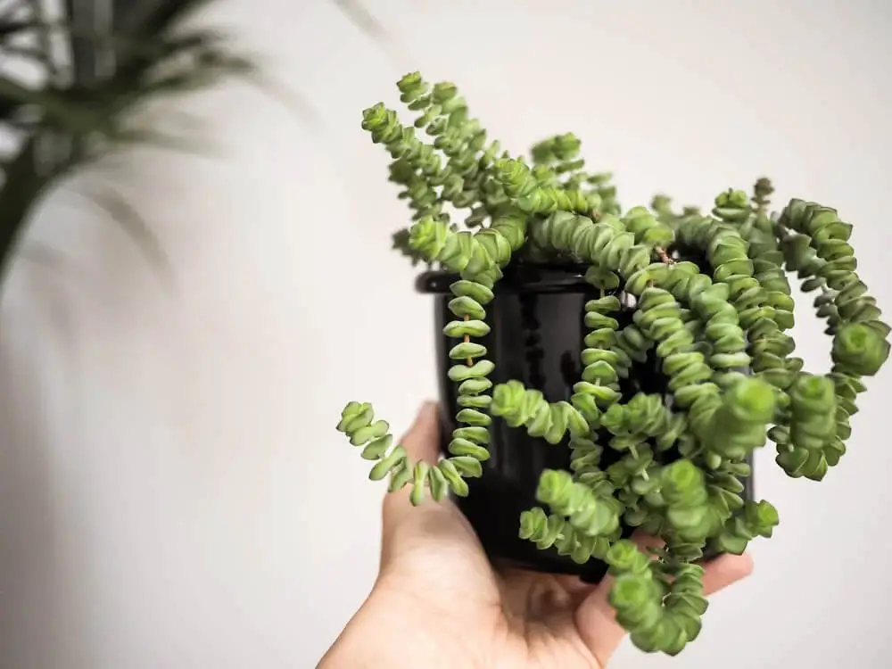 Jade Tower (Crassula marnieriana ‘Jade Tower’)