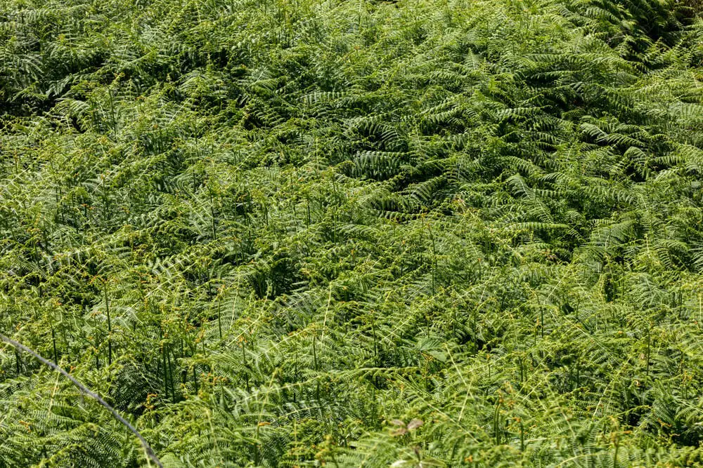 Hay-Scented Fern (Lamprocapnos spectabilis)