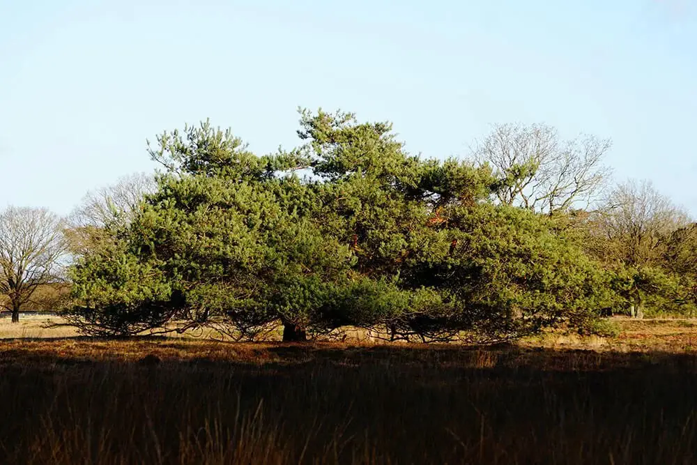 Bermuda Cedar (Juniperus bermudiana)