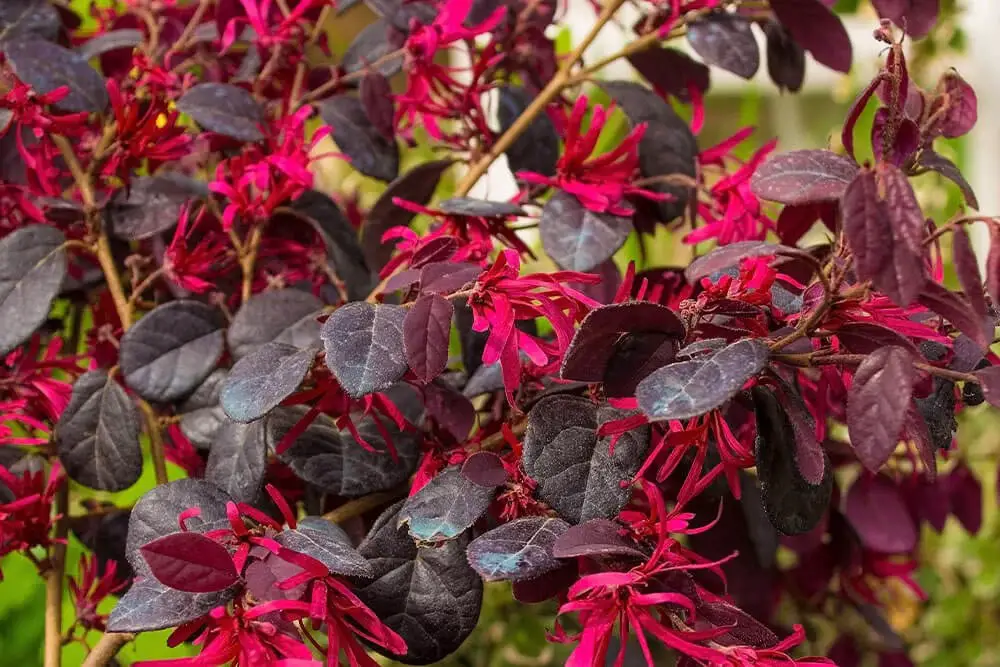 Chinese Fringe Flower (Loropetalum chinense var rubrum ‘Zhuzhuo Fuchsia’)