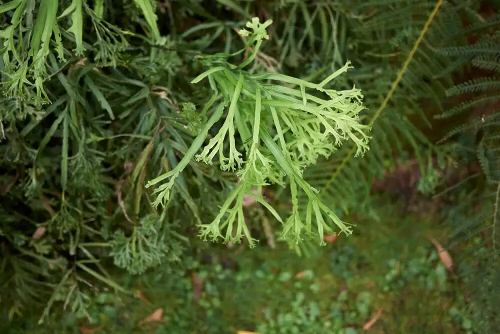 Ribbon Fern (Pteris cretica)