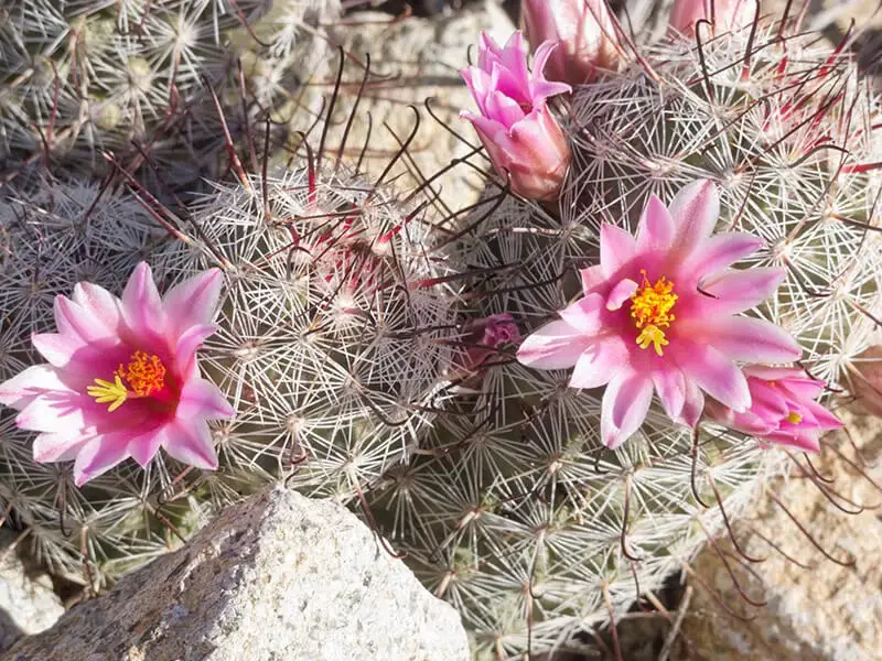 Pincushion Cactus (Mammillaria Grahamii)