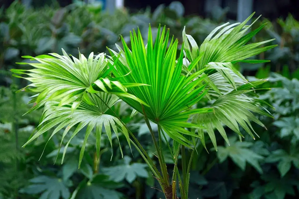 Chinese Fan Palm (Livistona chinensis)