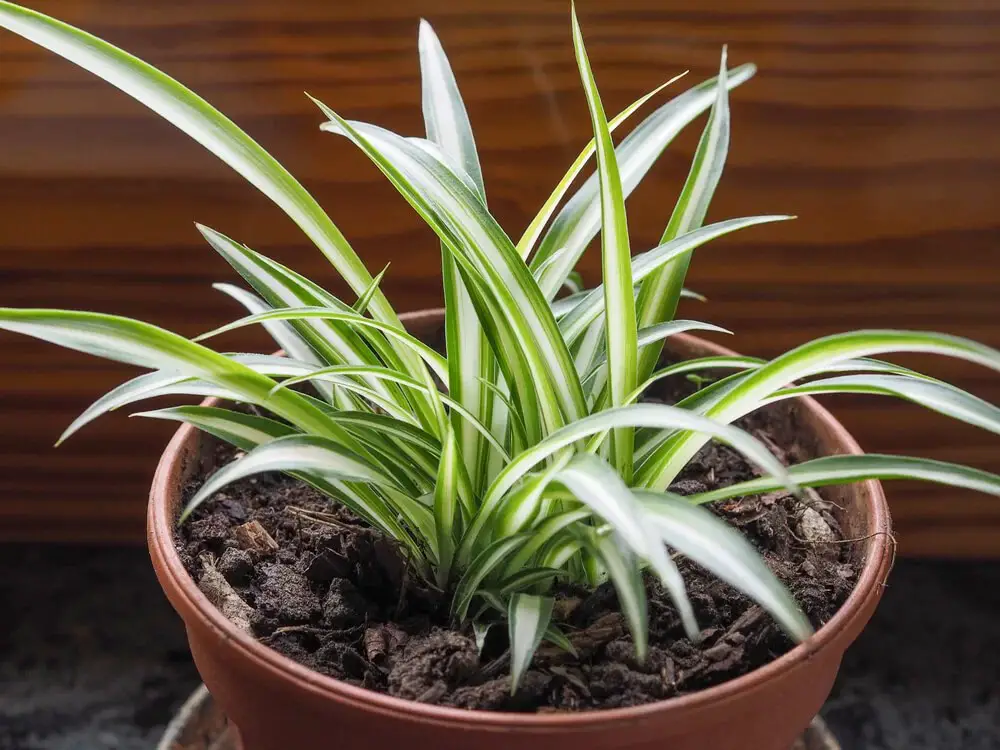 Spider Plant (Chlorophytum comosum)