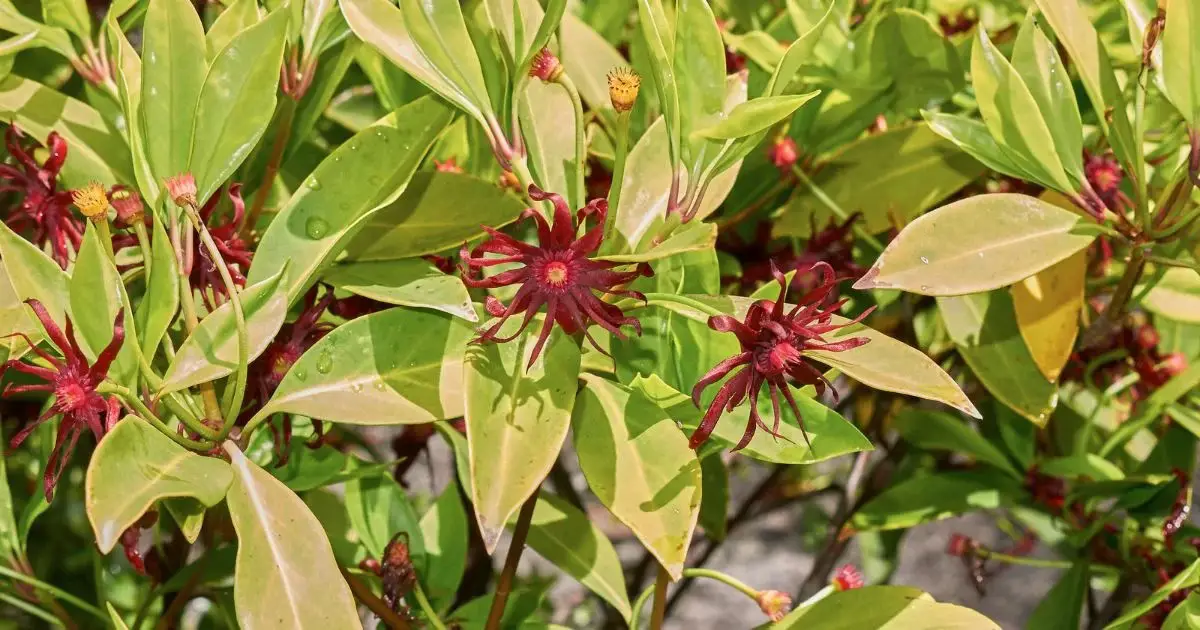 Anise Tree (Illicium parviflorum)