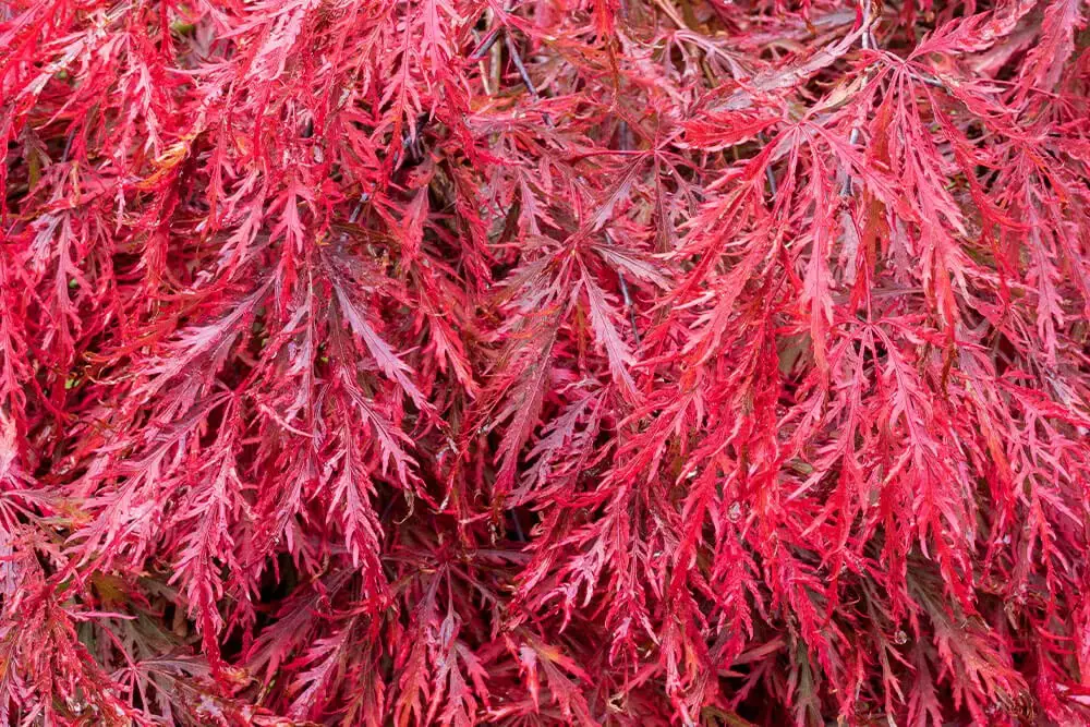 Garnet Japanese Maple (Acer palmatum dissectum ‘Garnet’)