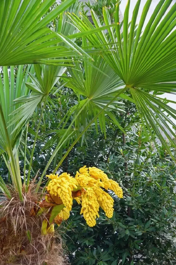 European Fan Palm (Chamaerops humils)