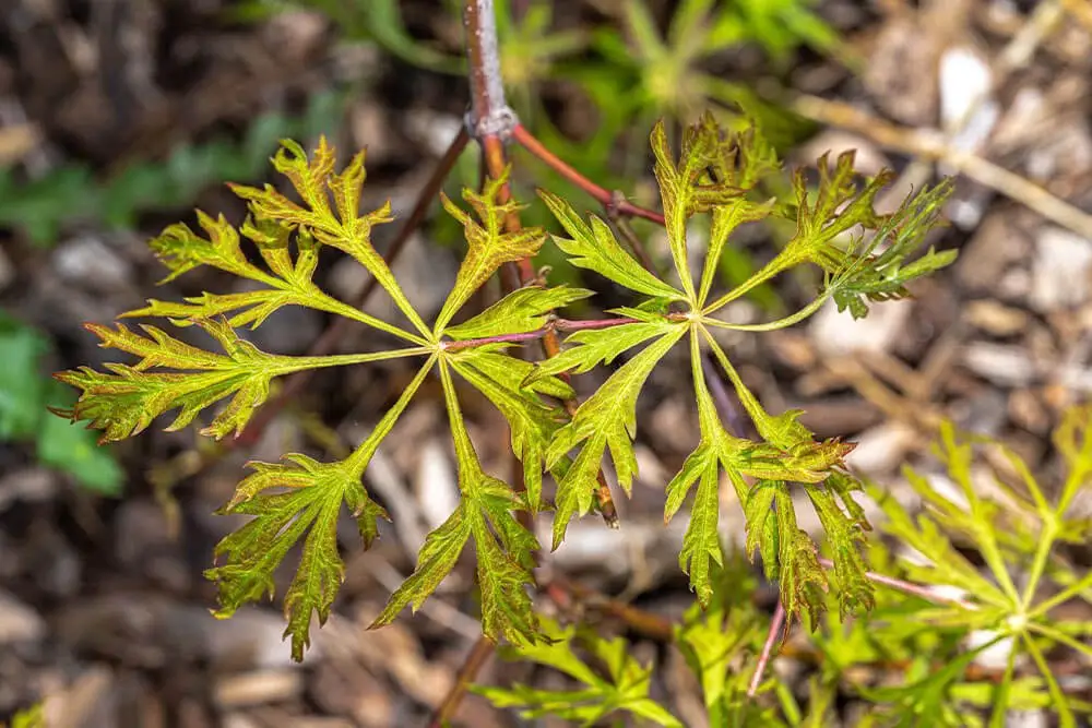 Green Cascade Japanese Maple (Acer japonicum ‘Green Cascade’)