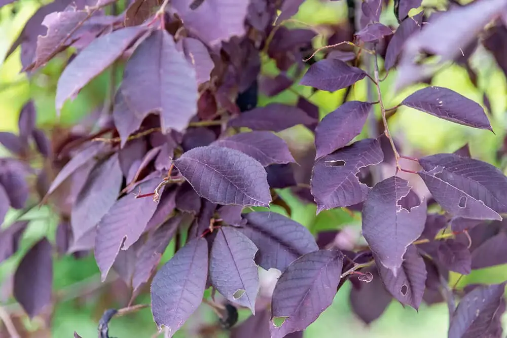 Purple-Leaf Plum (Prunus cerasifera ‘Krauter Vesuvius’)