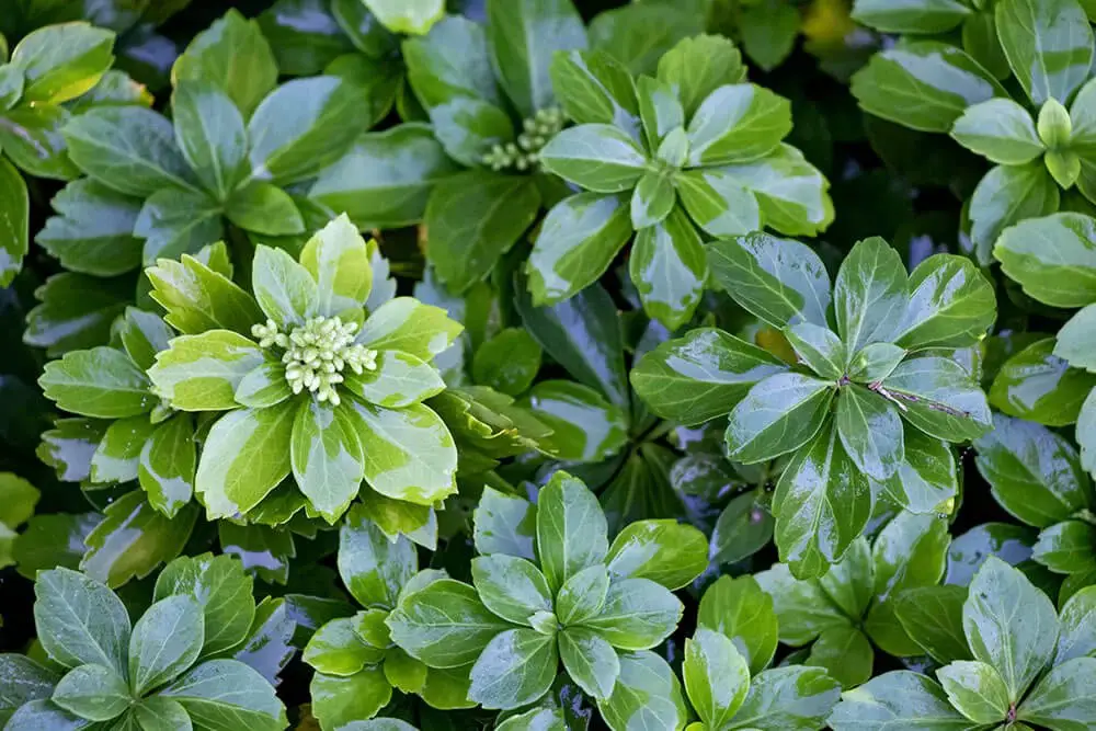 Pachysandra (Pachysandra terminalis)