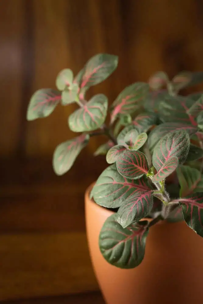 Black Star Nerve Plant (Fittonia albivenis ‘Black Star’)