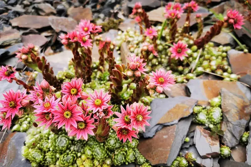 Hens and Chicks (Sempervivum Tectorum)